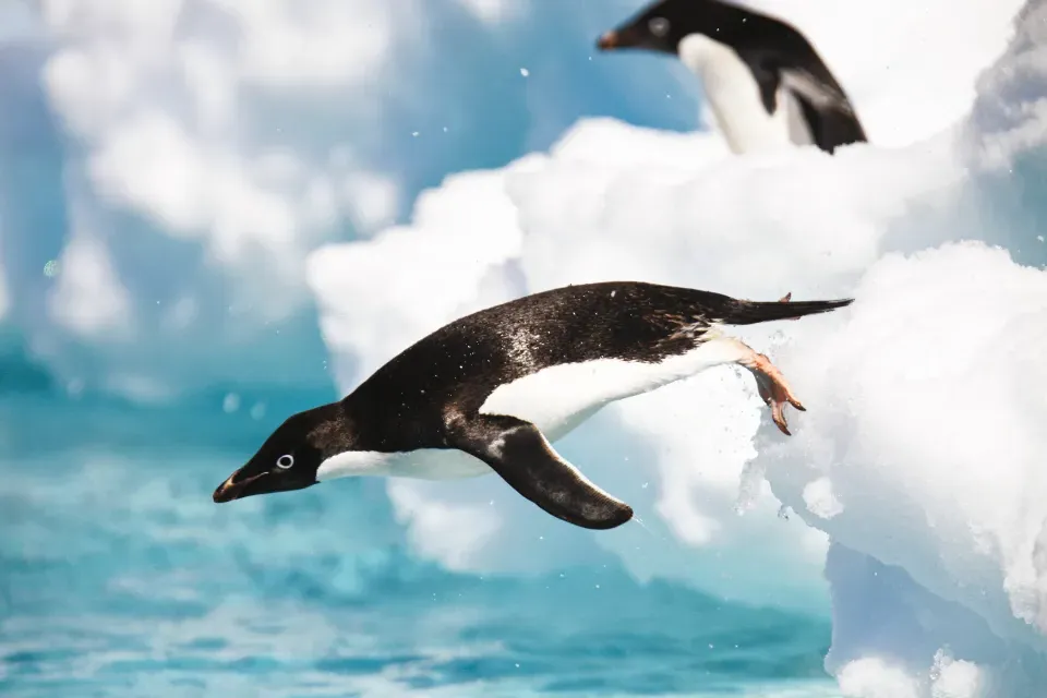 一只企鹅从冰上跳入水中