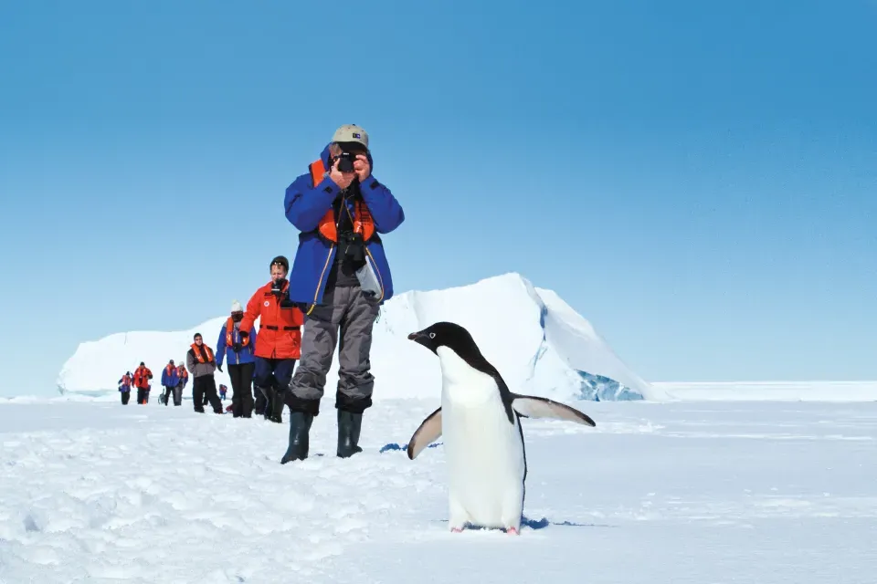 游客给企鹅拍照
